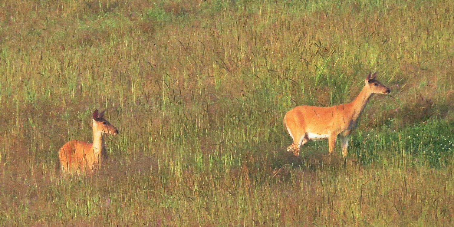 Deer