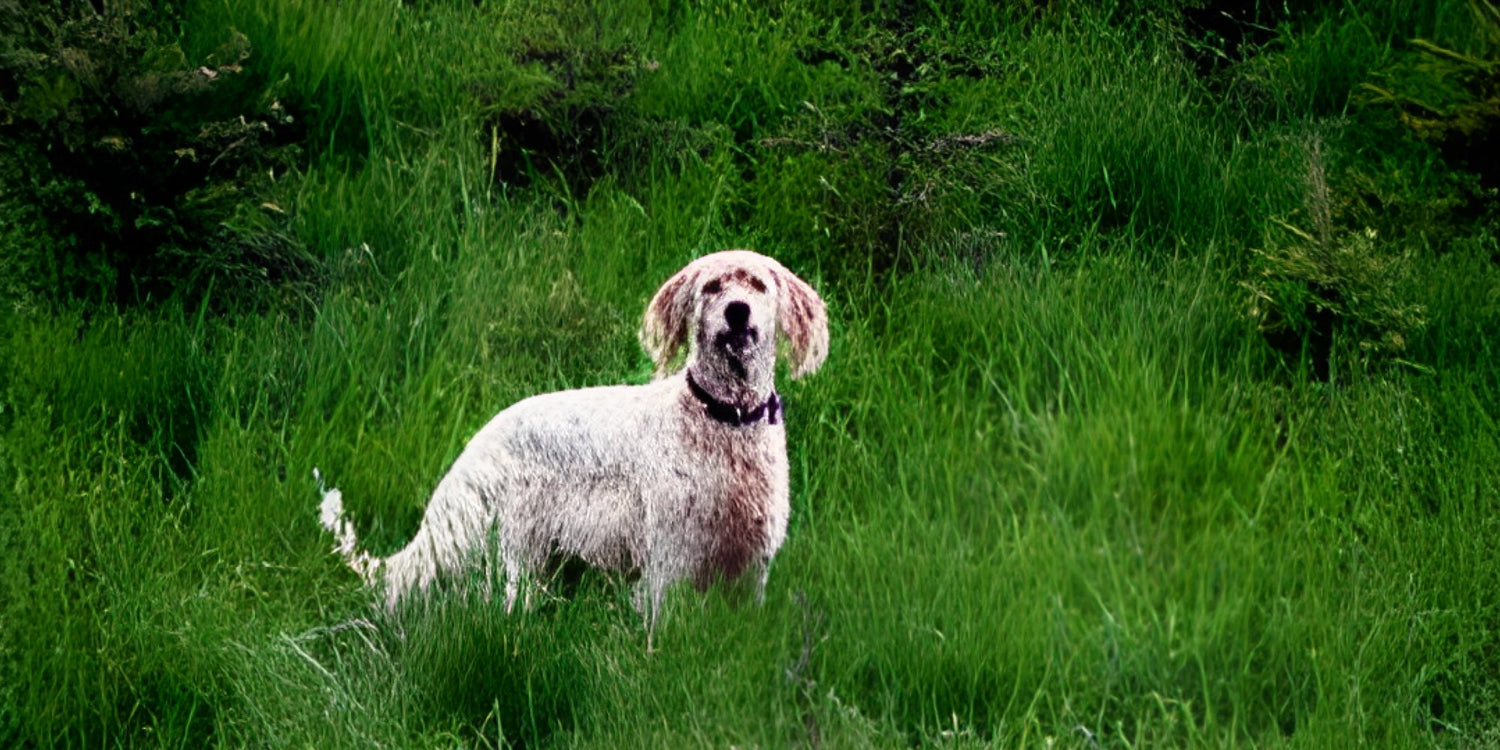 Dogs
