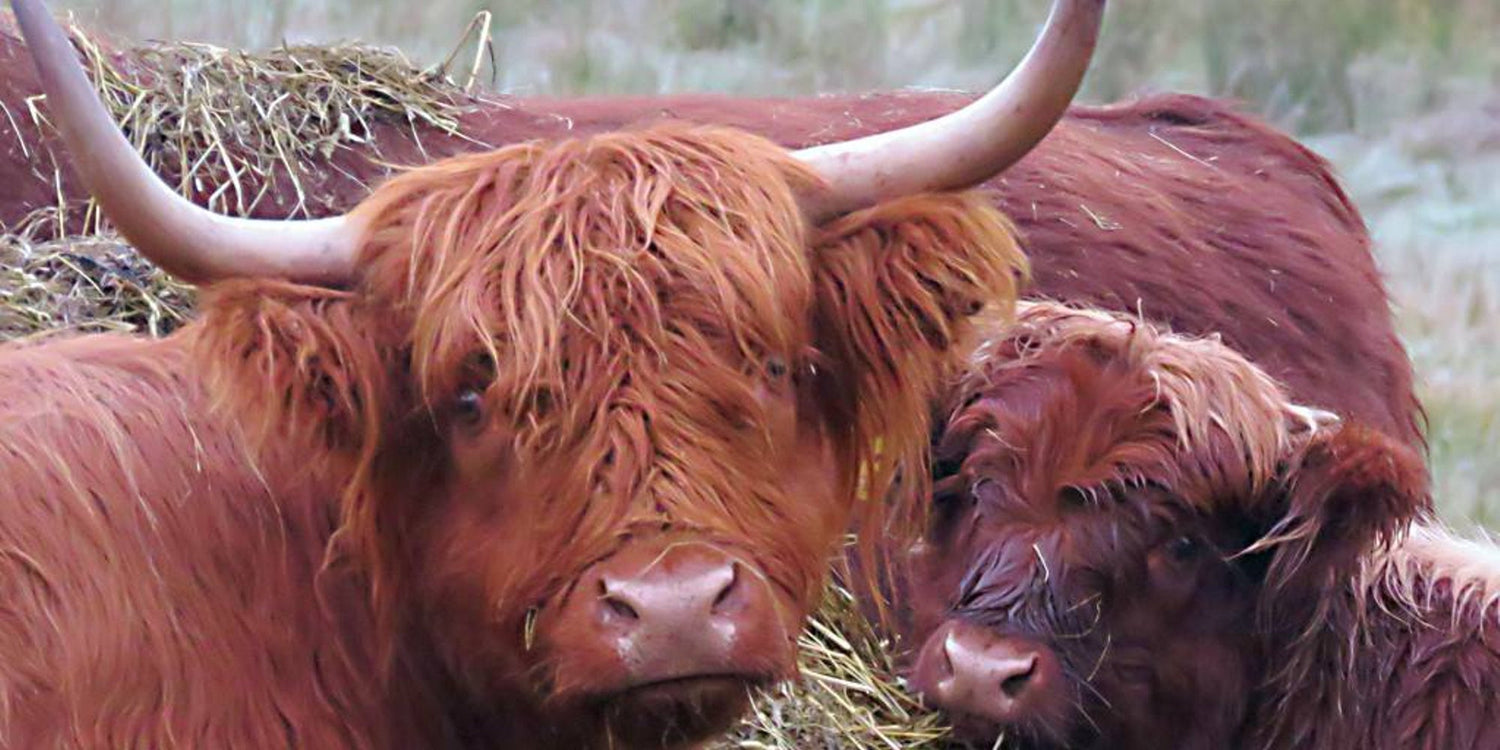 Highland Cows
