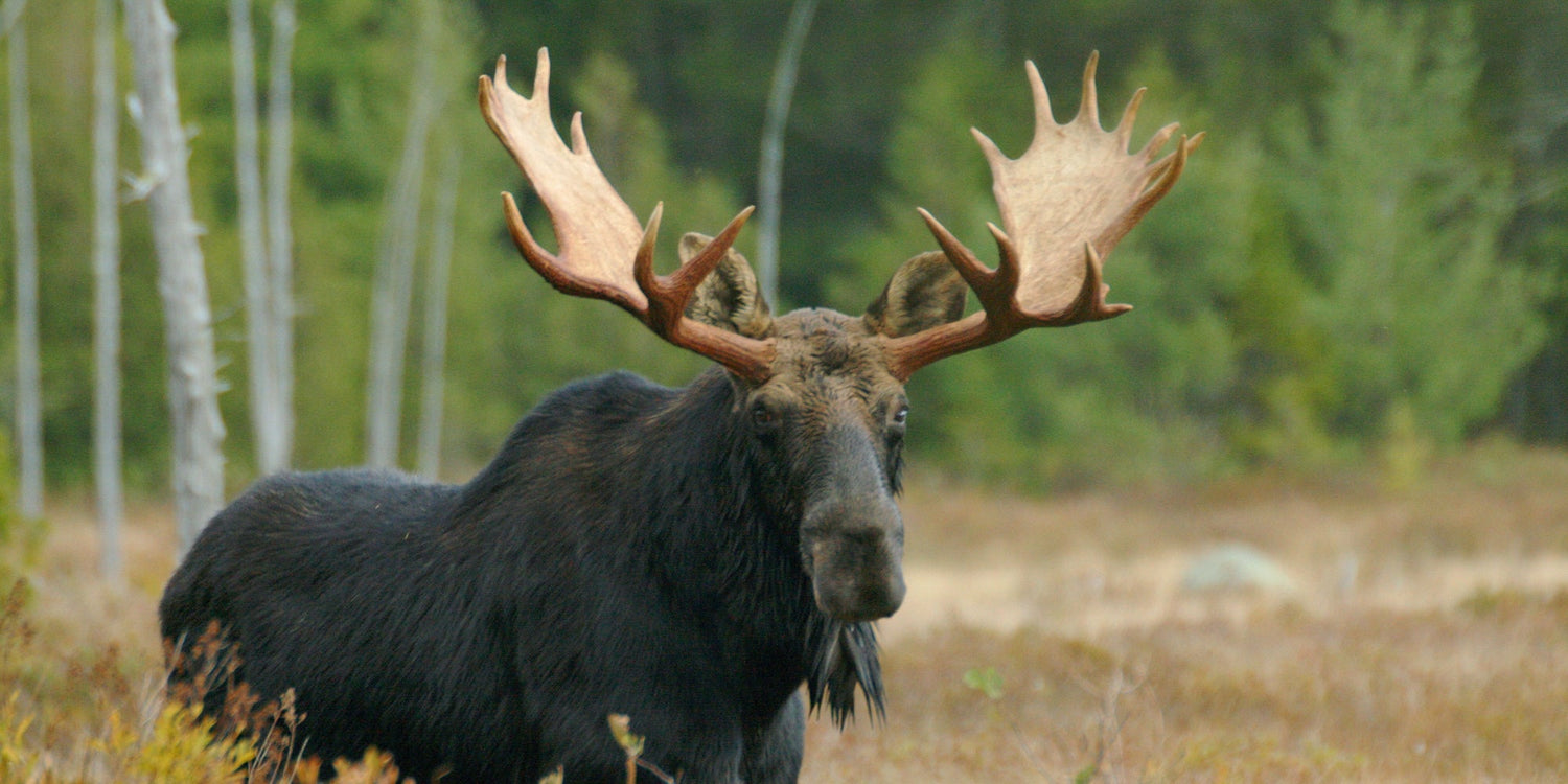 Moose
