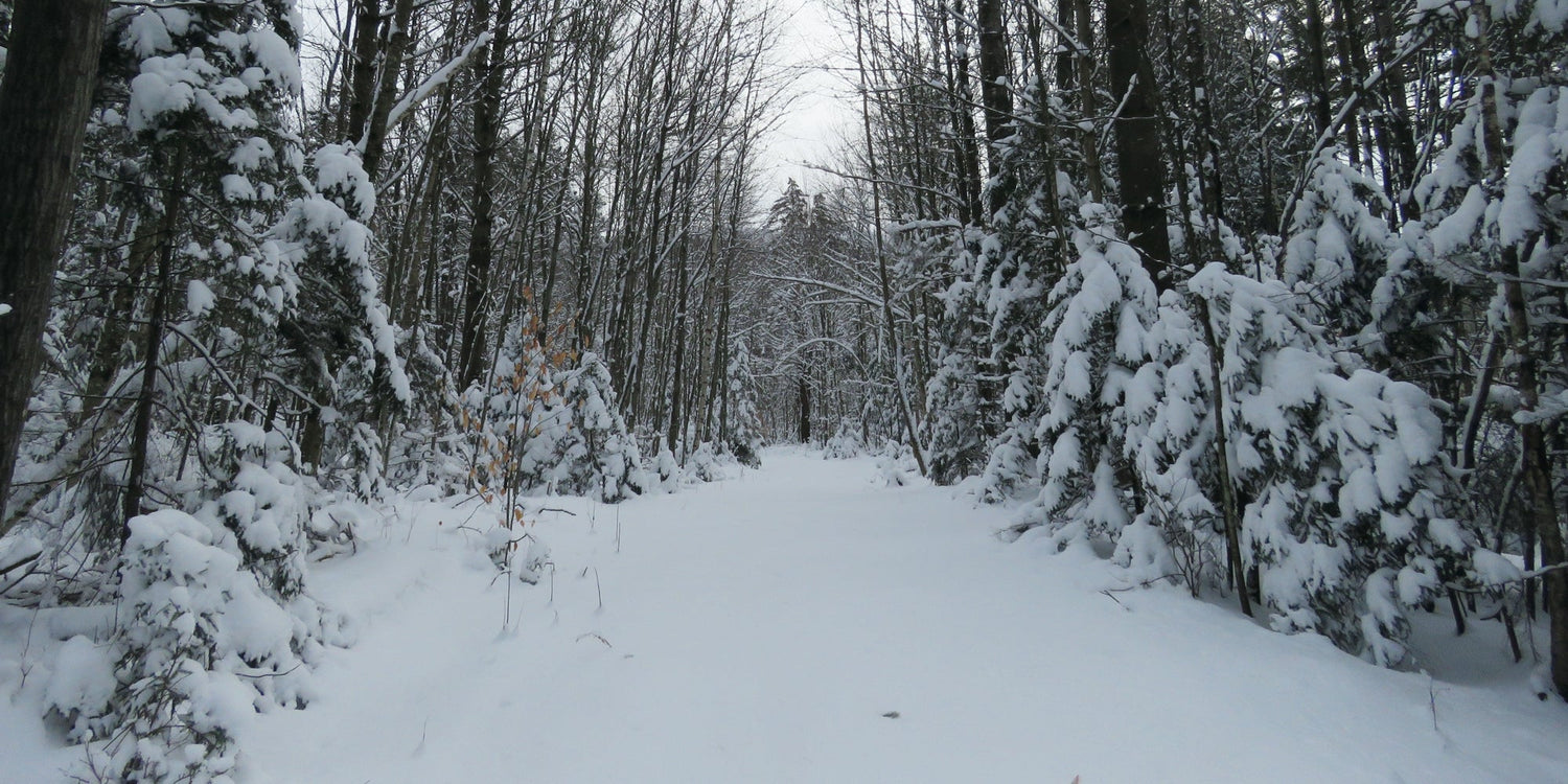 Snowshoeing