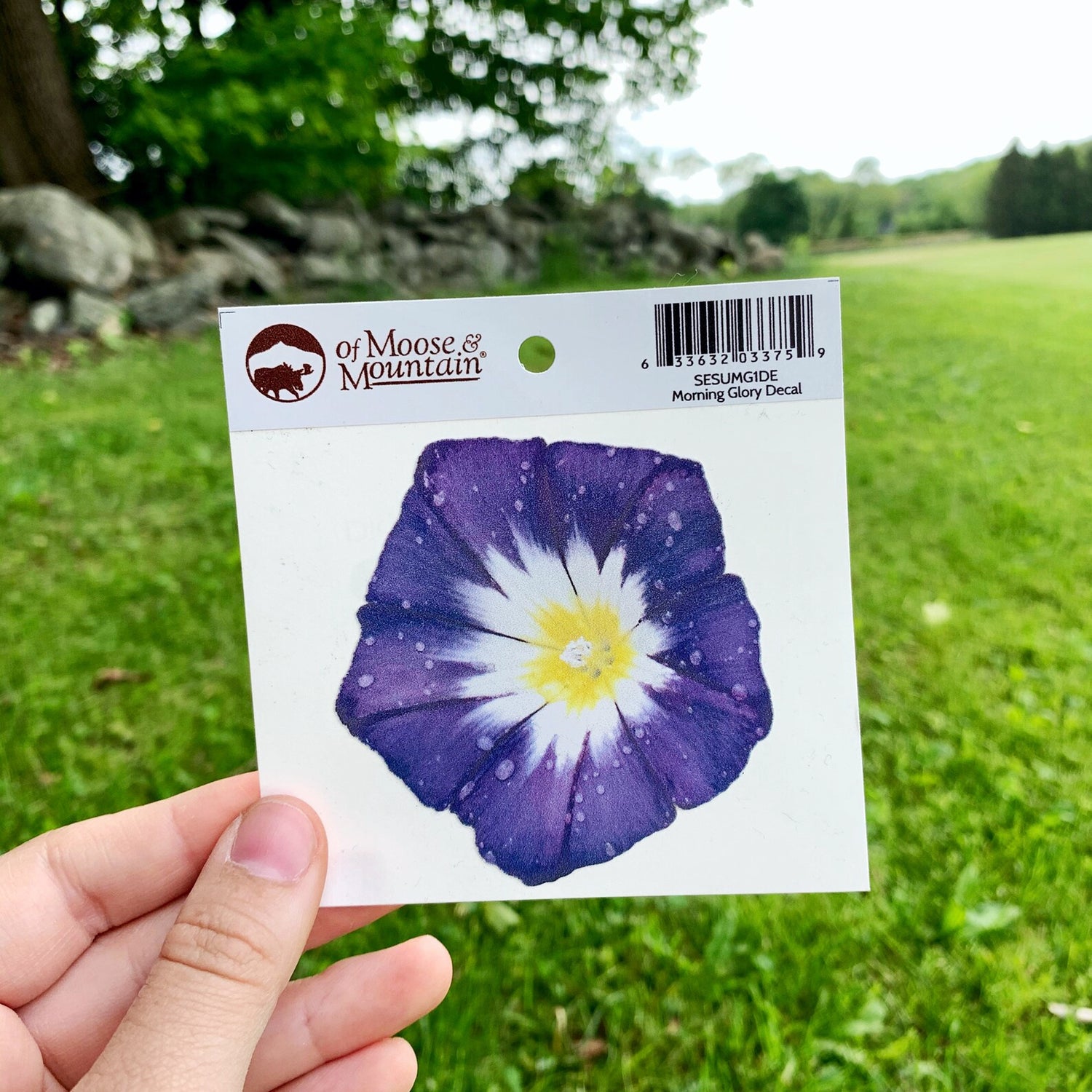 Morning Glory Sticker