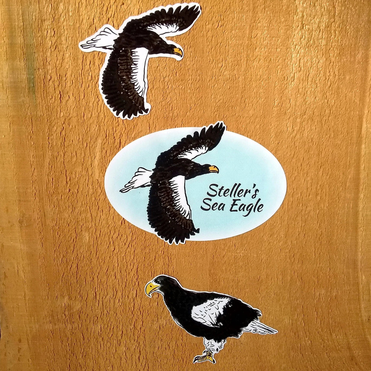 Steller's Sea Eagle Sticker
